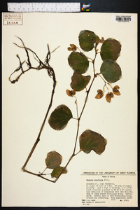 Begonia cucullata image