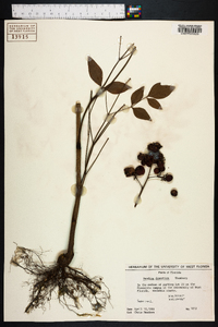 Nandina domestica image