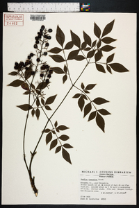 Nandina domestica image