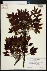 Nandina domestica image