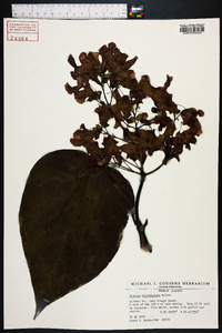 Catalpa bignonioides image