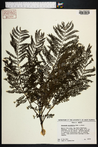 Jacaranda acutifolia image