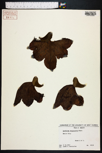 Spathodea campanulata image