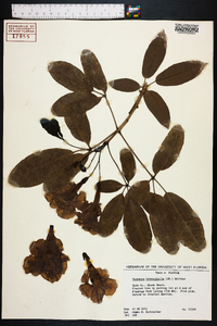 Tabebuia aurea image