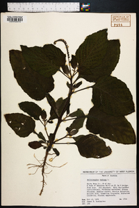 Heliotropium indicum image