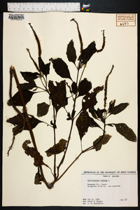 Heliotropium indicum image