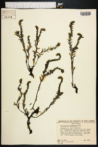 Heliotropium polyphyllum image