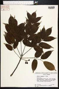 Bursera simaruba image