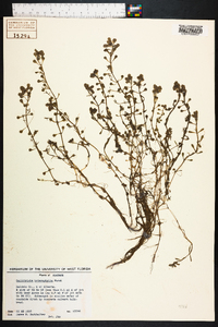 Callitriche heterophylla image