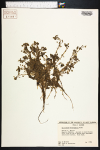 Callitriche heterophylla image