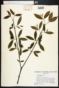 Calycanthus floridus image