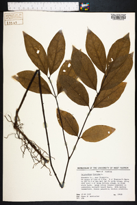 Calycanthus floridus image