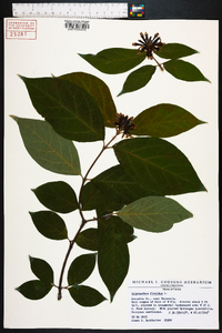 Calycanthus floridus image