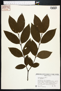 Calycanthus floridus image