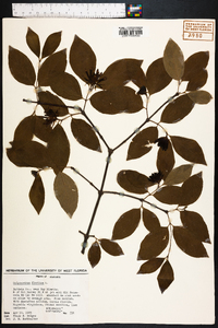 Calycanthus floridus image