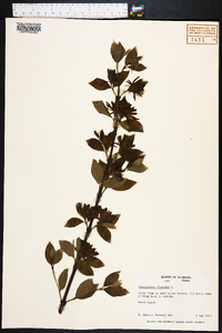 Calycanthus floridus image