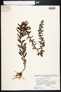 Lobelia brevifolia image