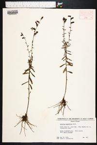 Lobelia brevifolia image