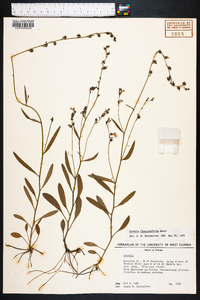 Lobelia flaccidifolia image