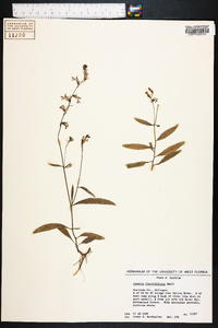 Lobelia flaccidifolia image