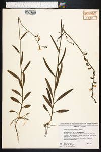 Lobelia flaccidifolia image