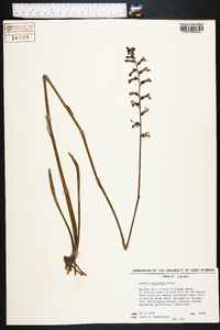 Lobelia floridana image