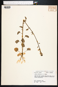 Lobelia homophylla image