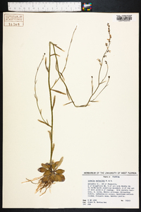 Lobelia nuttallii image