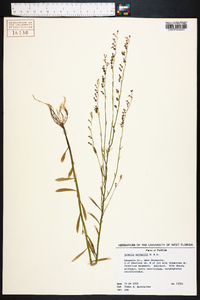 Lobelia nuttallii image