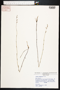 Lobelia nuttallii image