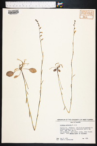 Lobelia nuttallii image