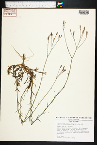 Wahlenbergia linarioides image