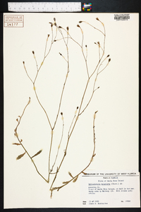 Wahlenbergia marginata image