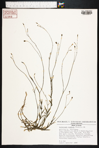 Wahlenbergia marginata image