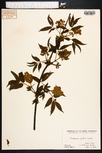 Sambucus racemosa subsp. racemosa image