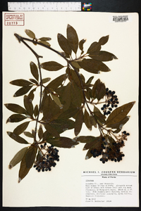 Viburnum cassinoides image