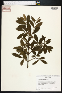 Viburnum obovatum image