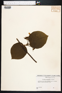 Viburnum lantanoides image