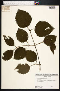 Viburnum rafinesqueanum image