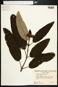 Viburnum rhytidophyllum image