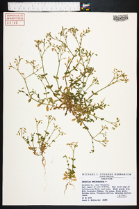 Cerastium semidecandrum image