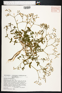 Cerastium semidecandrum image