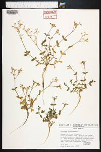 Cerastium semidecandrum image