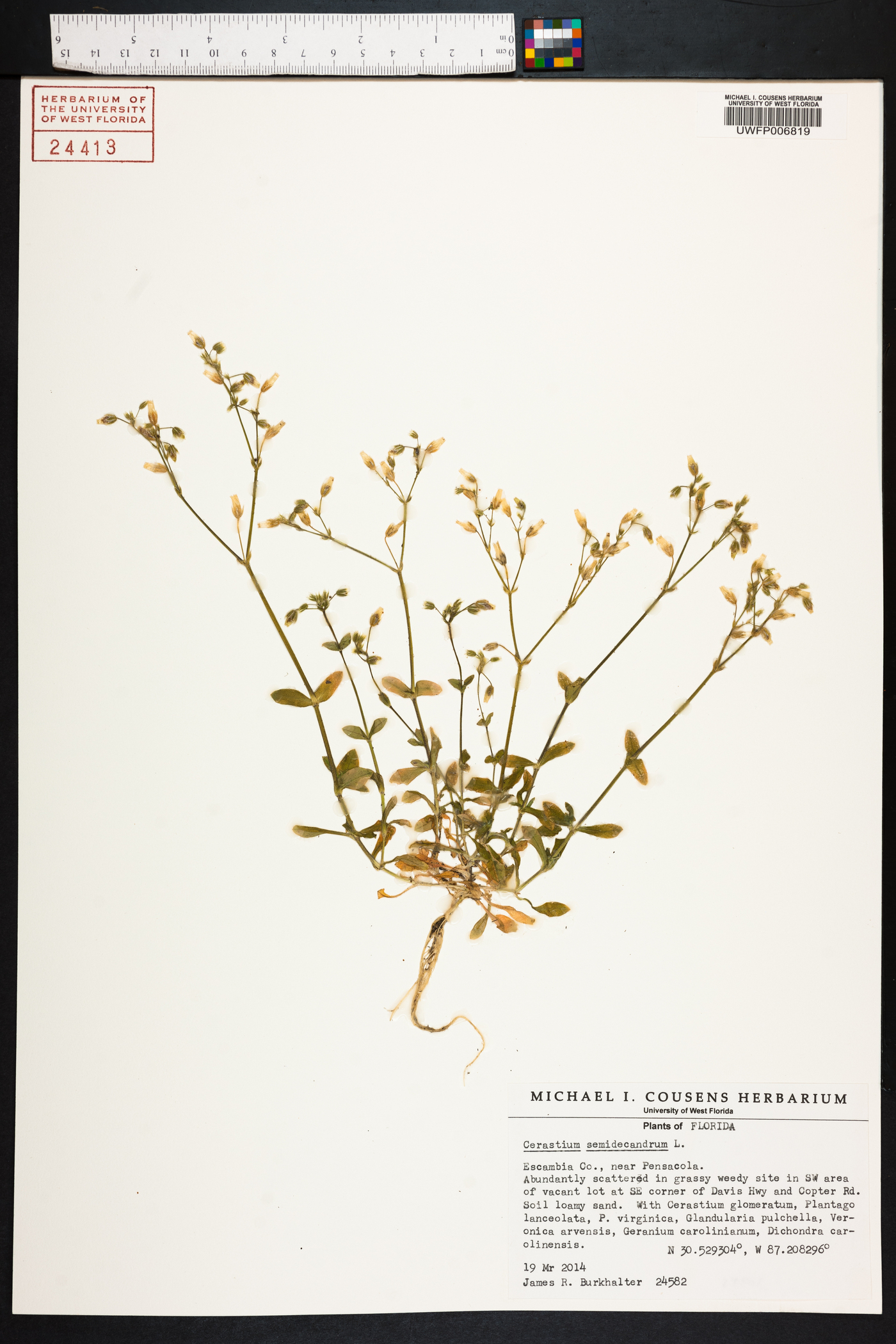 Cerastium semidecandrum image