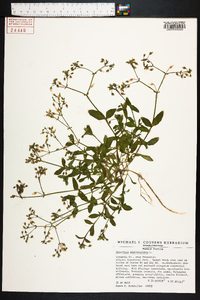 Cerastium semidecandrum image