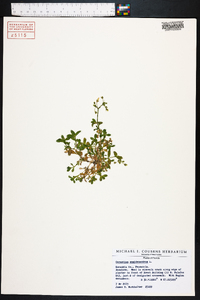 Cerastium semidecandrum image