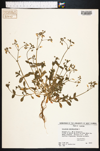 Cerastium semidecandrum image