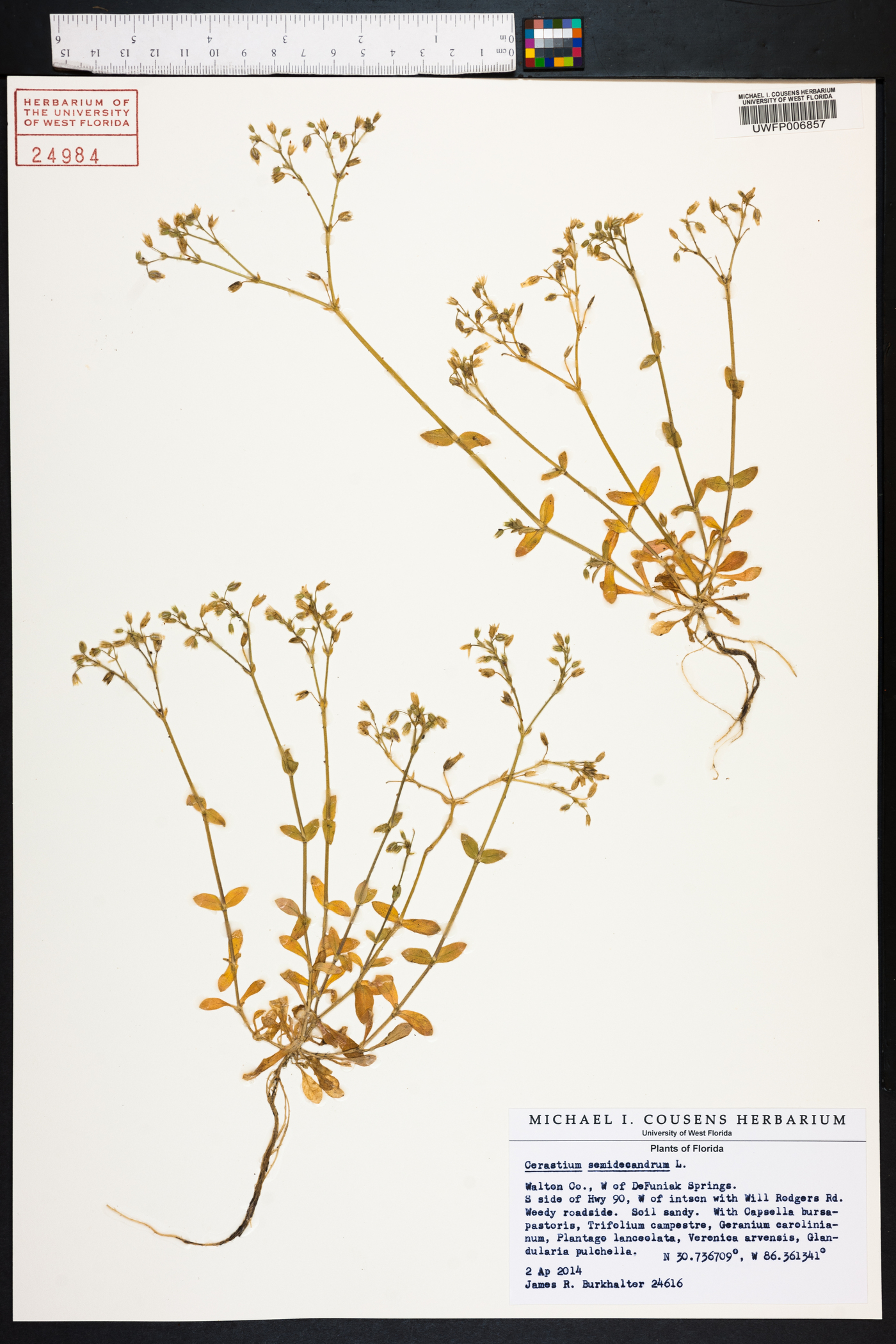Cerastium semidecandrum image