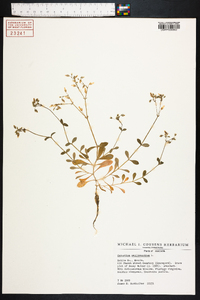 Cerastium semidecandrum image