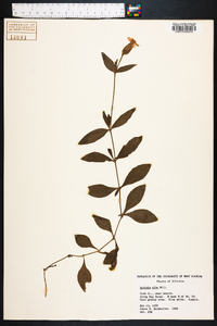 Silene latifolia image